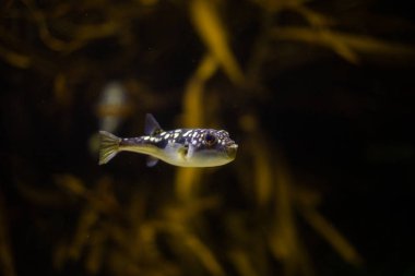 puffer fish in an aquarium clipart