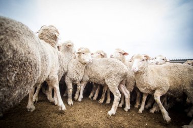 Çiftlikte koyun sürüsü
