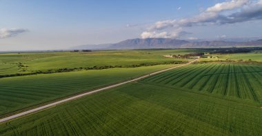 Swartland yeşil buğday alanında