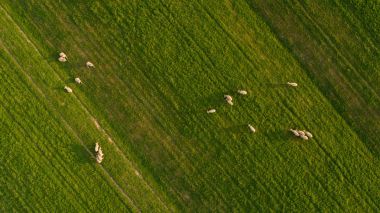 Çiftlikte koyun sürüsü