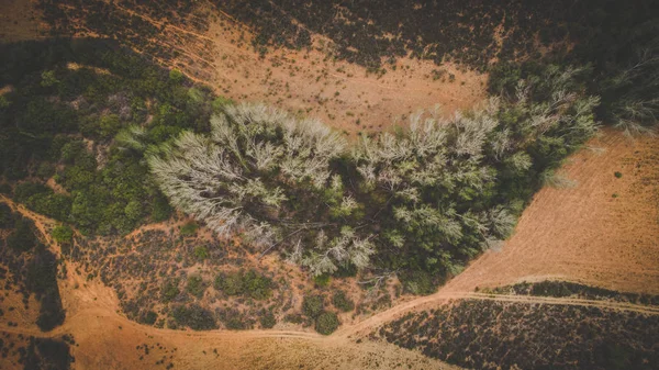 Luchtfoto via een droog bos — Stockfoto