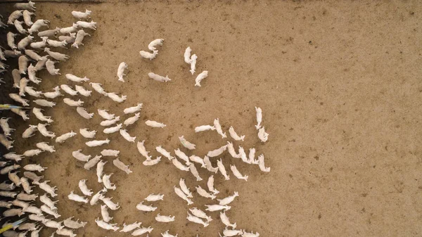 Aerial view over a flock of sheep on a farm — Stock Photo, Image