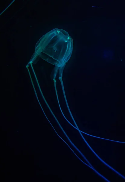 Box jellyfish in an aquarium — Stock Photo, Image