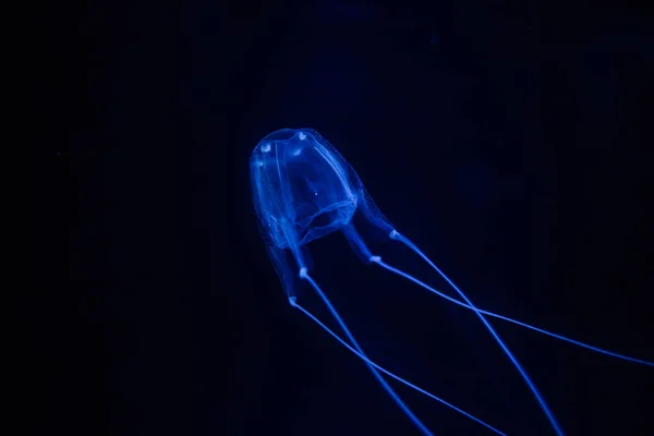 Meduse scatola in un acquario — Foto Stock