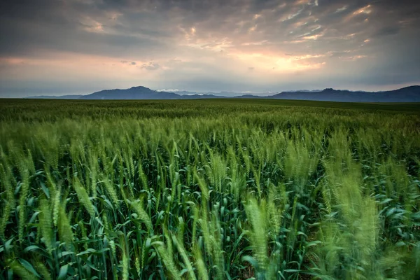 Bright green wheat field — Stock Photo, Image