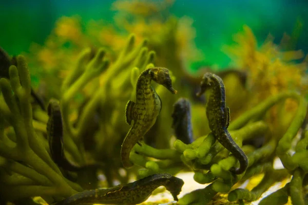 Close-up beeld van zeepaardjes — Stockfoto