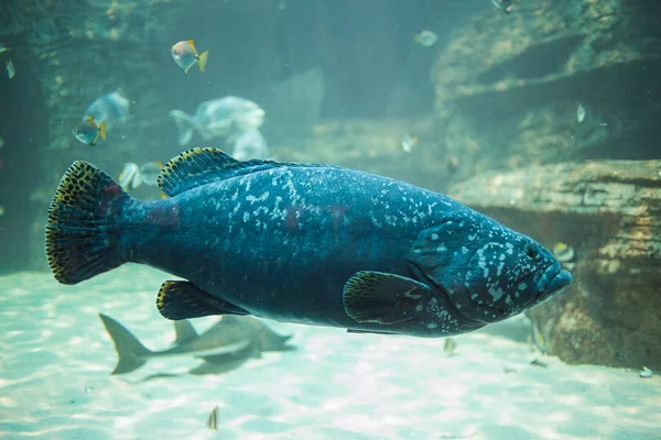 Primer plano bajo el agua foto de un bajo Brindle — Foto de Stock