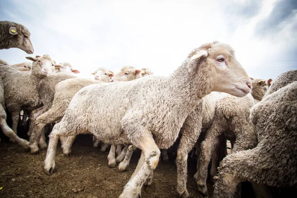 Stado owiec na farmie — Zdjęcie stockowe
