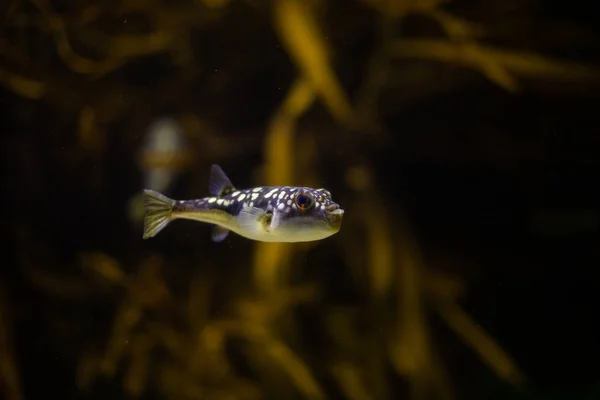 Puffer fisk i ett akvarium — Stockfoto