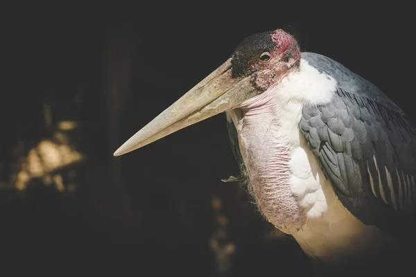 Nahaufnahme Eines Marabou Storchs Zoo — Stockfoto