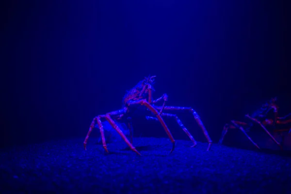 Γιγάντια καβούρια αράχνη υποβρύχια — Φωτογραφία Αρχείου