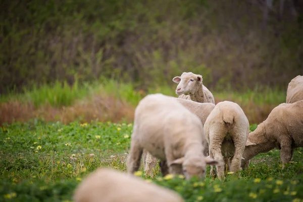 Flock of sheep on a green pasture — Stock Photo, Image