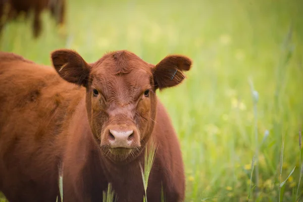 Mucca in un prato verde — Foto Stock