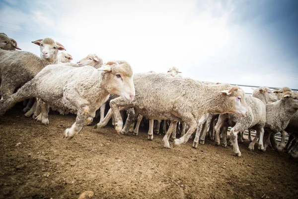 Gregge di ovini in azienda — Foto Stock