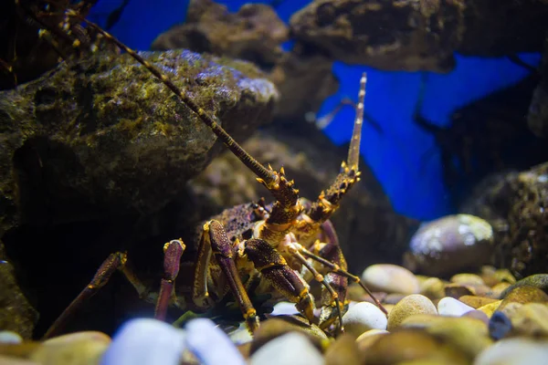 Rock lobster in an aquarium — Stock Photo, Image