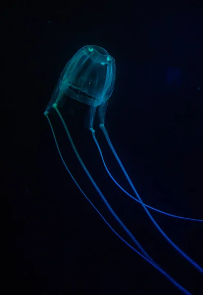 Meduse scatola in un acquario — Foto Stock