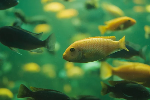 Escuela de cíclidos de Malawi en un acuario — Foto de Stock