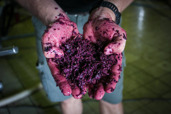red wine mash in the hands