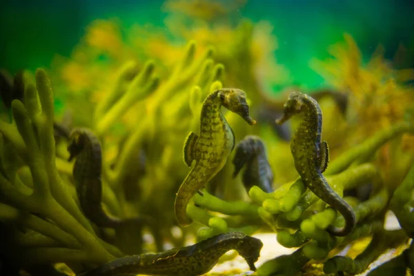 Close up image of seahorses — Stock Photo, Image