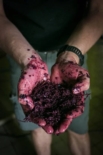 在南非葡萄酒场的酿酒商手中关闭红酒泥的形象 — 图库照片