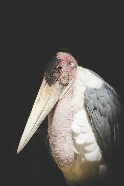 Close View Marabou Stork Zoo — Stock Photo, Image