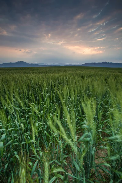 Bright green wheat field — Stock Photo, Image