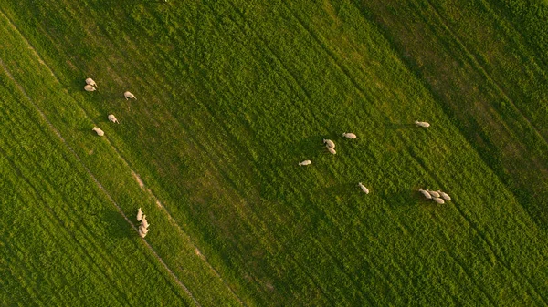 Vista aérea sobre um bando de ovelhas em uma fazenda — Fotografia de Stock