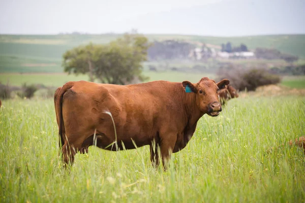 绿色草地上的母牛 — 图库照片