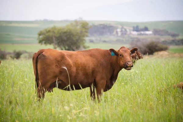 Koe in een groene weide — Stockfoto