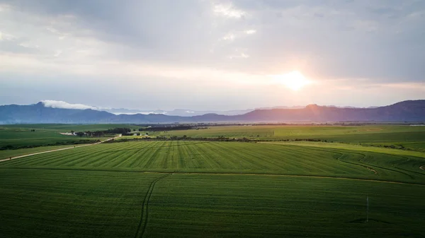 Green wheat field in the Swartland — Stock Photo, Image