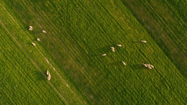 Flock of sheep on a farm — Stock Photo, Image
