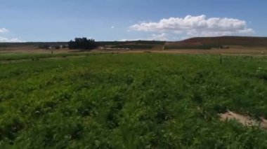 güneşli zaman yeşil çayır havadan görünümü