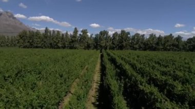 güneşli zaman yeşil çayır havadan görünümü