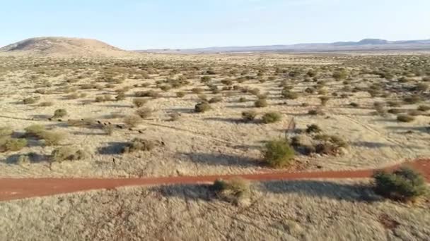 Aerial View Wild Animals Kalahari Region South Africa — Stock Video