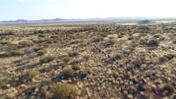 Aerial View Wild Animals Kalahari Region South Africa — Stock Video