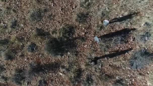 Visão Aérea Caçadores Com Armas Andando Campo Seco Tempo Ensolarado — Vídeo de Stock