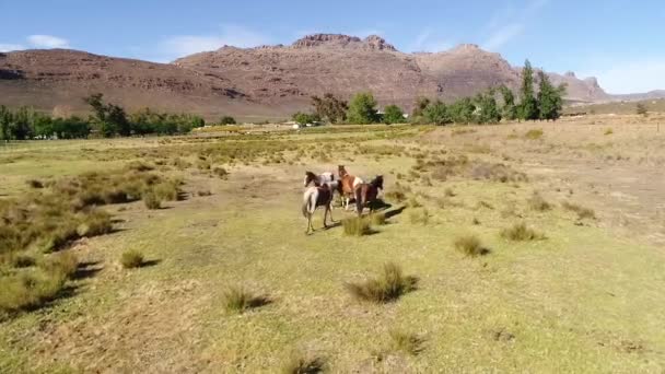 Воздушный Вид Диких Лошадей Зеленом Лугу Скалистыми Горами Голубом Фоне — стоковое видео
