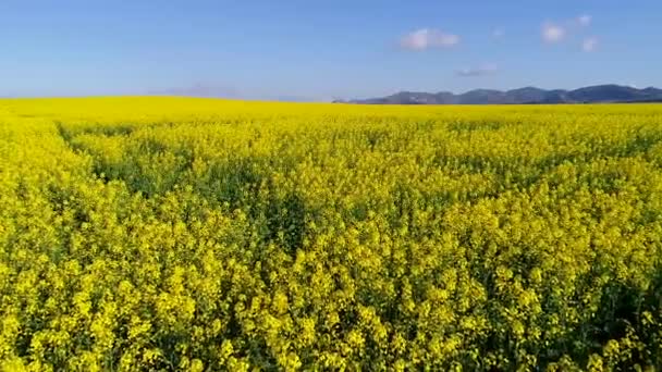 Vista Aérea Flores Amarillas Prado Verde Tiempo Soleado — Vídeo de stock