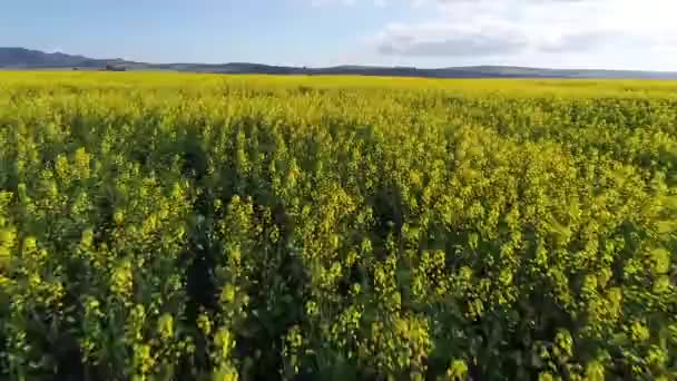 Vista Aérea Flores Amarillas Prado Verde Tiempo Soleado — Vídeo de stock