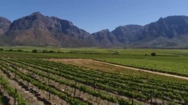 güneşli zaman yeşil çayır havadan görünümü