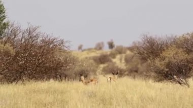 Güney Afrika'da kalahari bölgesinde vahşi antilop Close-up