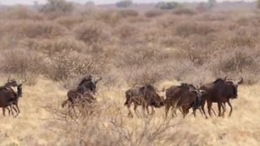 Güney Afrika'da kalahari bölgesinde yabani boğa Close-up