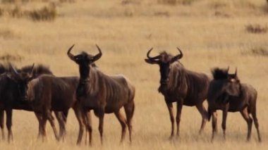 Güney Afrika'da kalahari bölgesinde yabani boğa Close-up