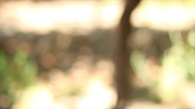 Gündüz, üzüm bağları portre görüntüleri. Üzüm Hexriver Vadisi Güney Afrika