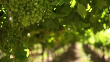 Gündüz, üzüm bağları portre görüntüleri. Üzüm Hexriver Vadisi Güney Afrika