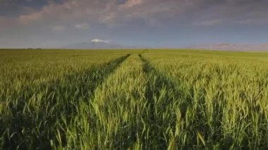 Swartland bölgesi Batı cape Güney Afrika için rüzgarda üfleme yeşil buğday alan geniş açı görüntüleri