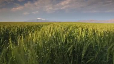 Swartland bölgesi Batı cape Güney Afrika için rüzgarda üfleme yeşil buğday alan geniş açı görüntüleri