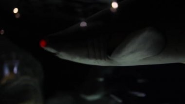 Sandtiger köpekbalıkları veya akvaryum yüzme Raggedtooth köpekbalığı portre görüntüleri