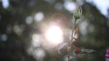 Bokeh ve güneş-parlama, gündüz güzel güller closeup