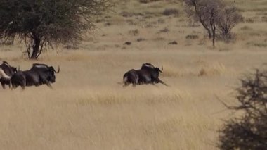 Güney Afrika'da Kalahari ovalarında çim üzerinde çalışan siyah öküz